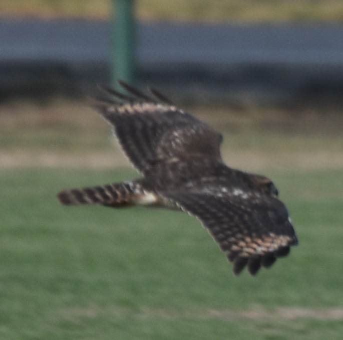 Red-shouldered Hawk - ML645415621