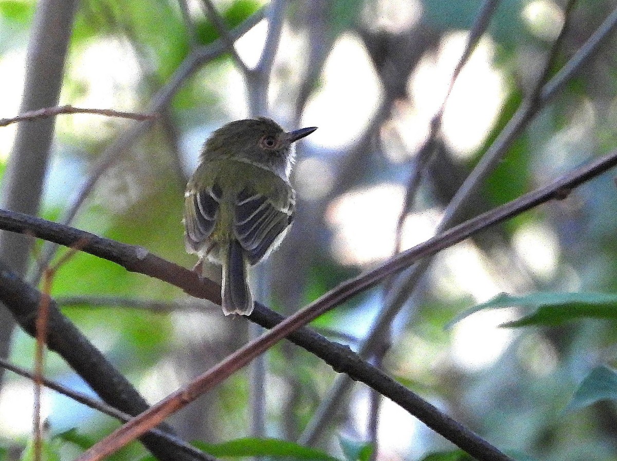 Pale-eyed Pygmy-Tyrant - ML645415622