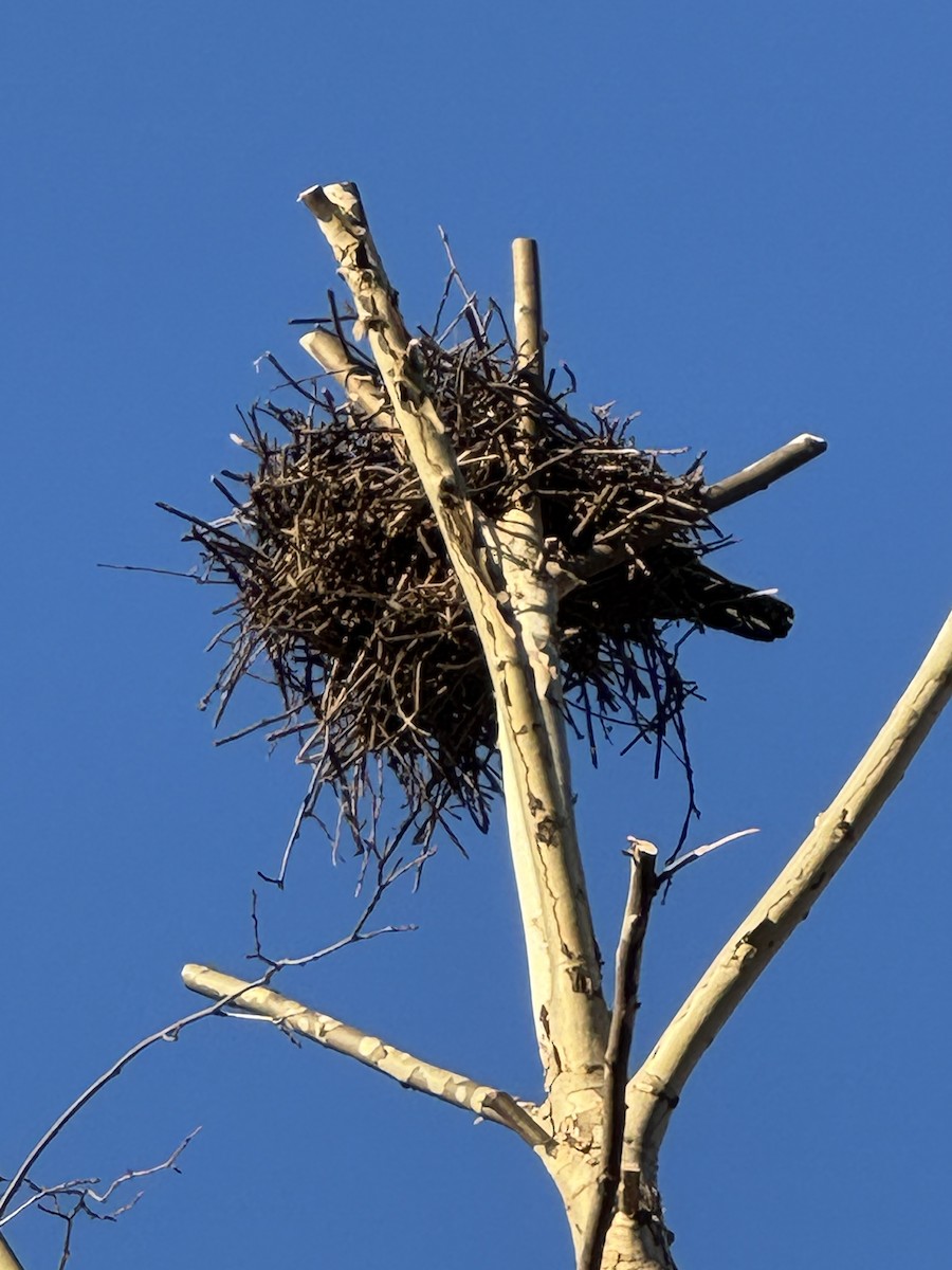 Large-billed Crow (Large-billed) - ML645415624