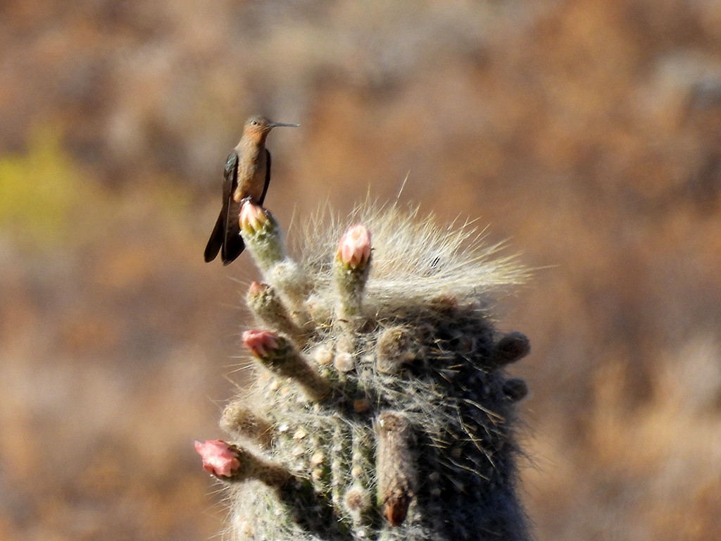 Giant Hummingbird - ML645415625