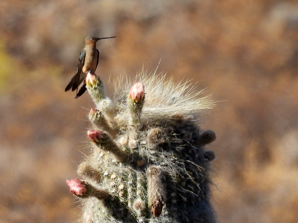 Giant Hummingbird - ML645415626