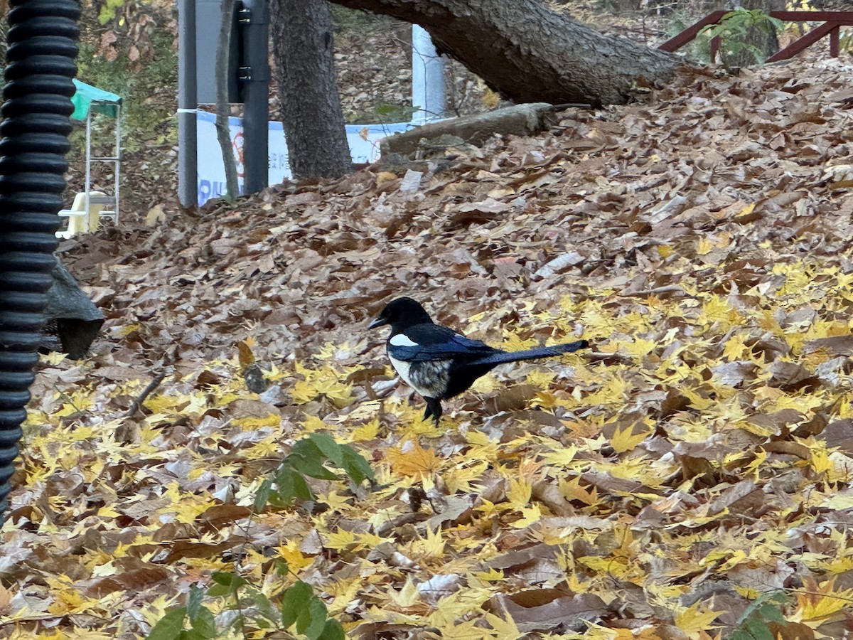 Oriental Magpie - ML645415627