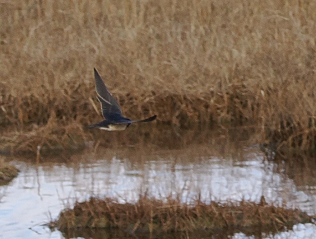 Barn Swallow - ML645415628