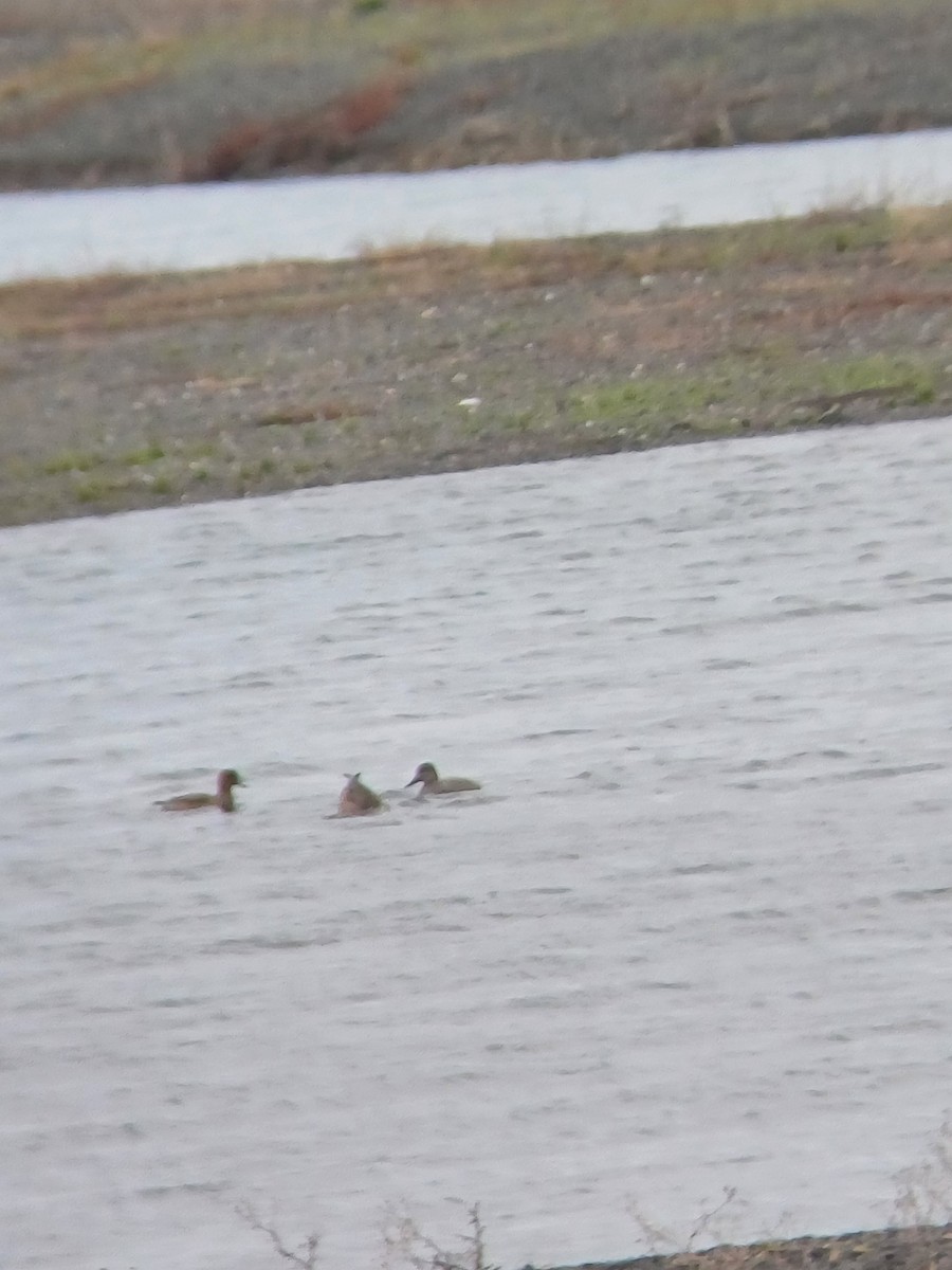 Gadwall - ML645415629