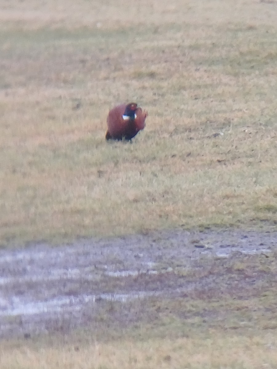 Common Goldeneye - ML645415630