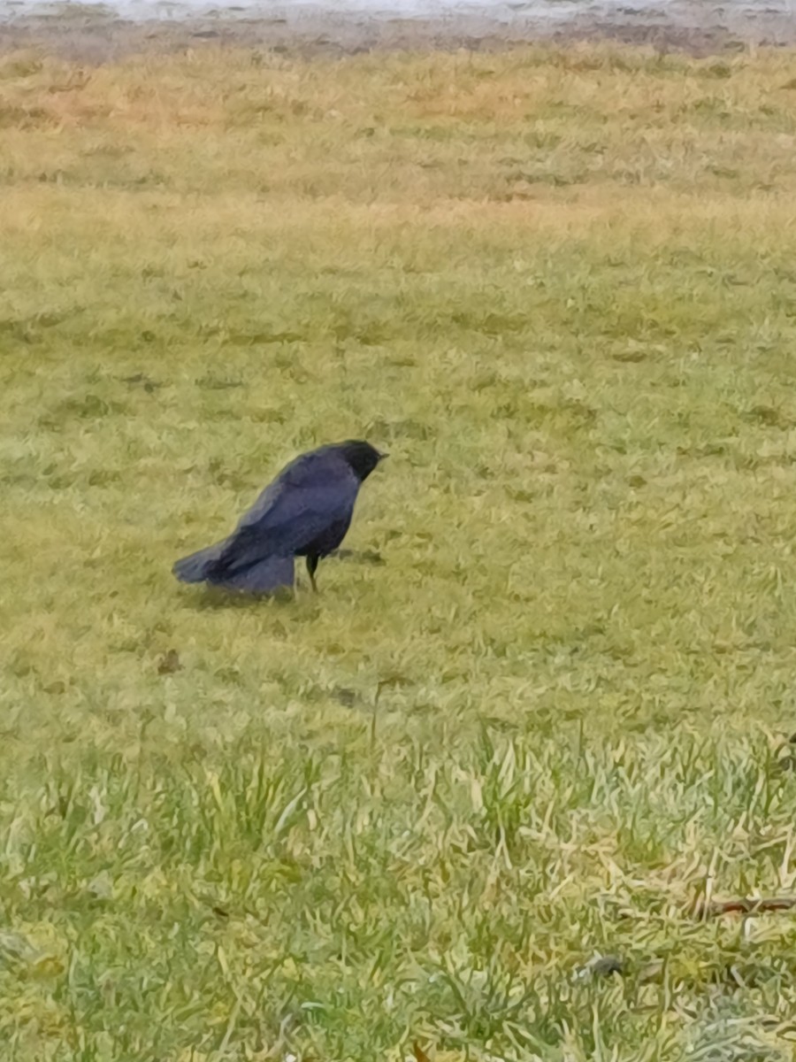 Common Goldeneye - ML645415631