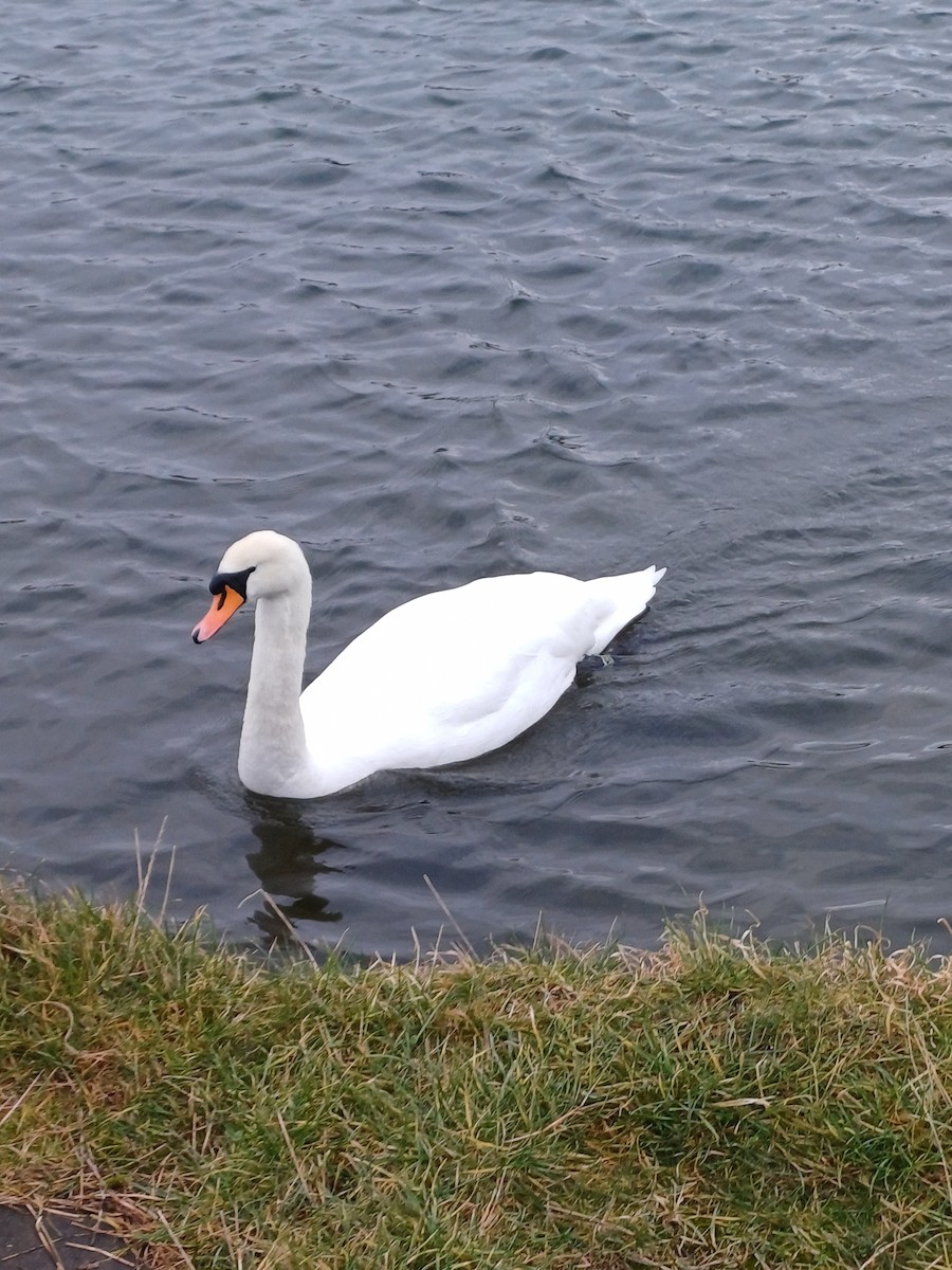 Mute Swan - ML645415632
