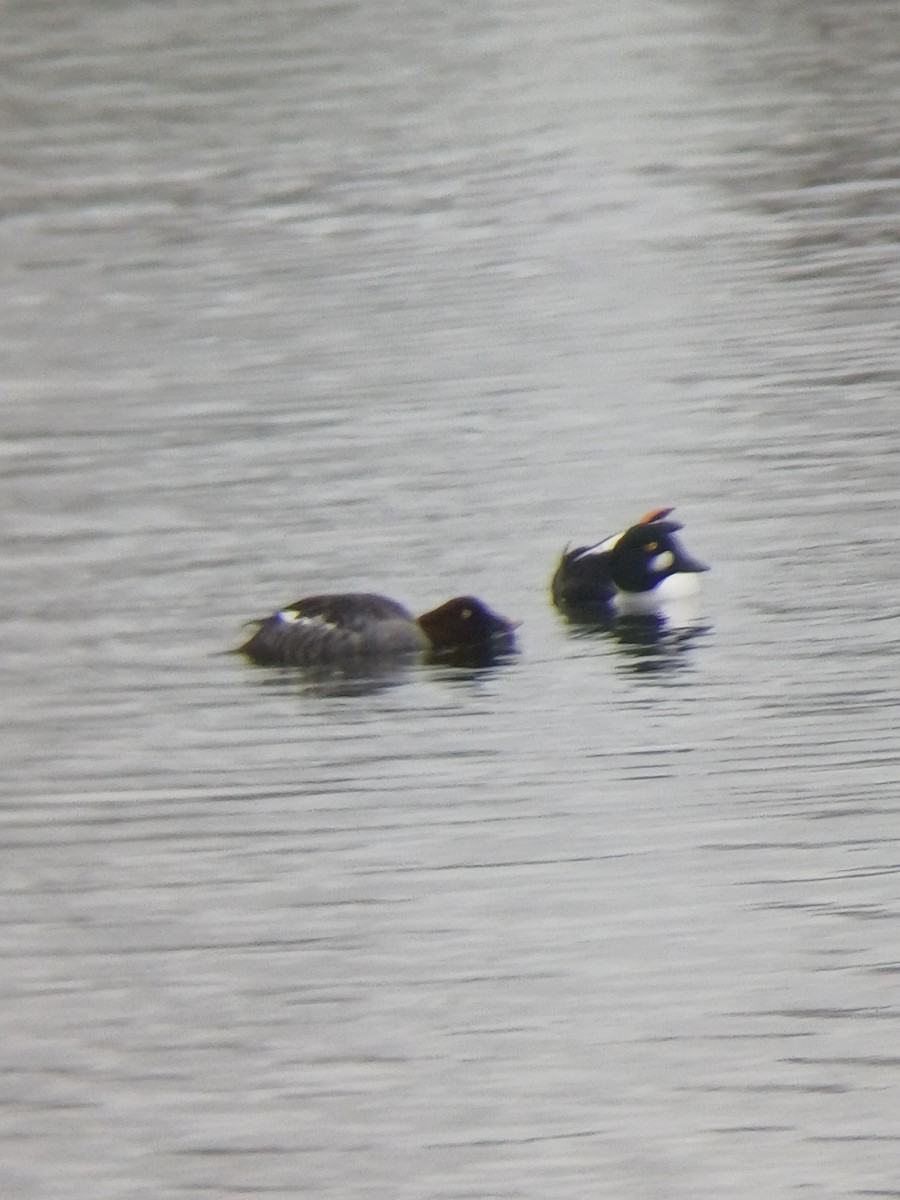 Common Goldeneye - ML645415633