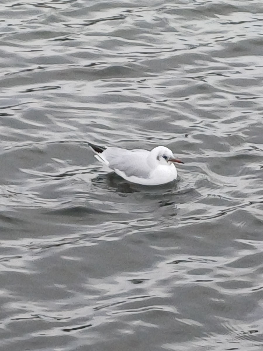 Common Goldeneye - ML645415634