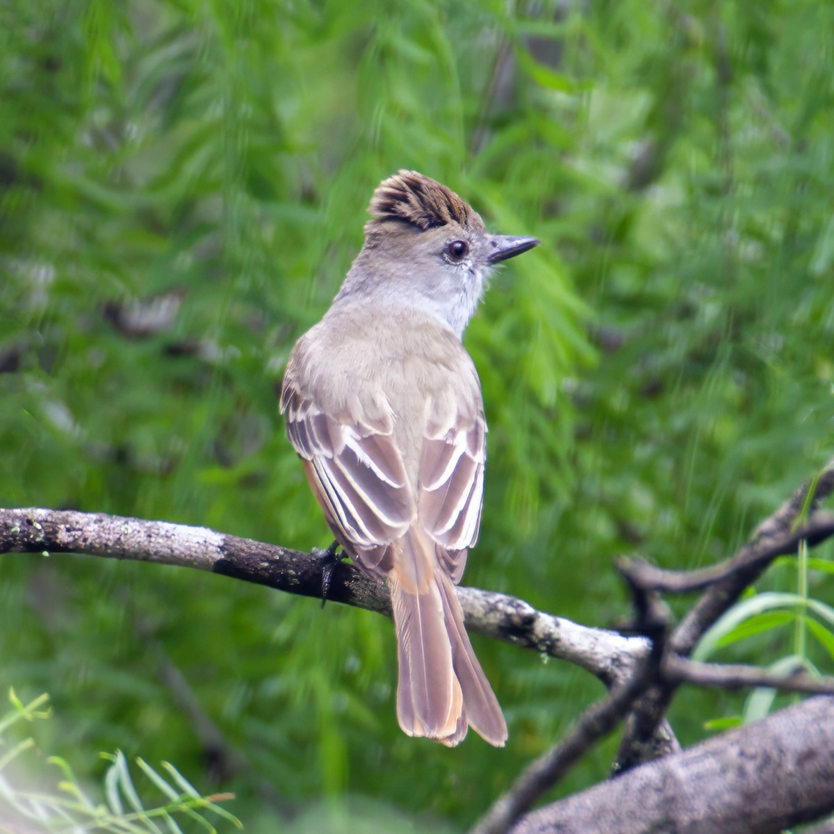 Brown-crested Flycatcher - ML645415635