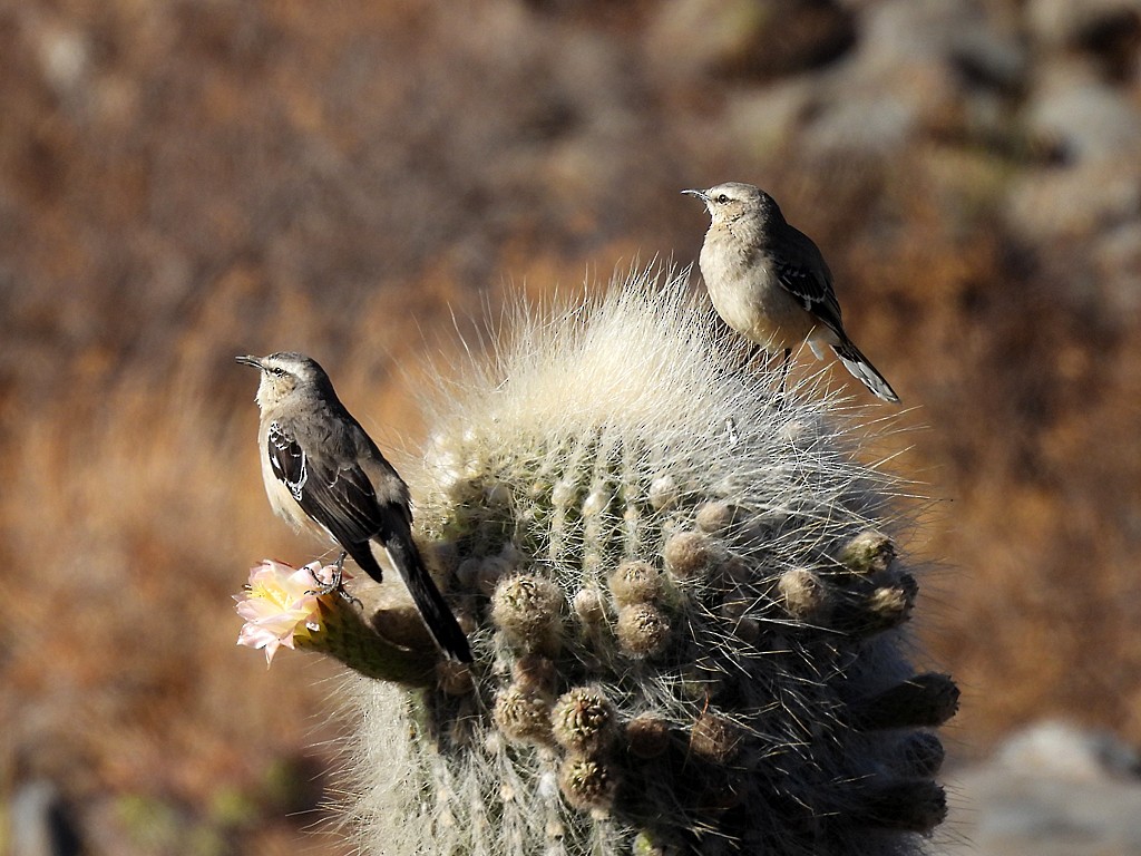 Patagonian Mockingbird - ML645415636