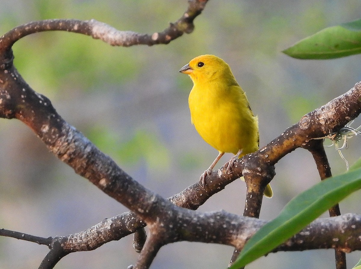 Saffron Finch (Saffron) - ML645415637