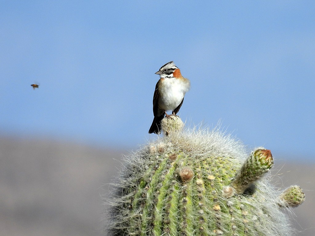 Rufous-collared Sparrow - ML645415638