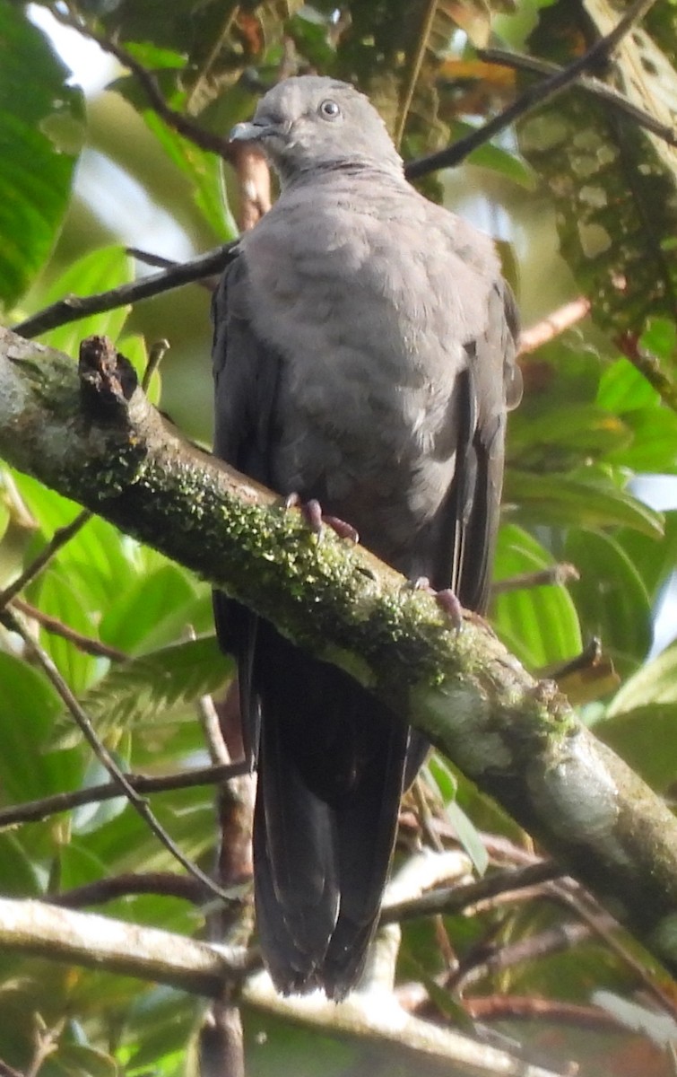 Plumbeous Pigeon - ML645415639