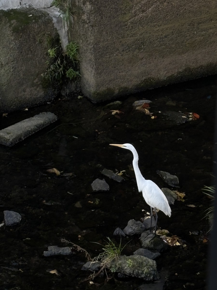 Great Egret - ML645415640