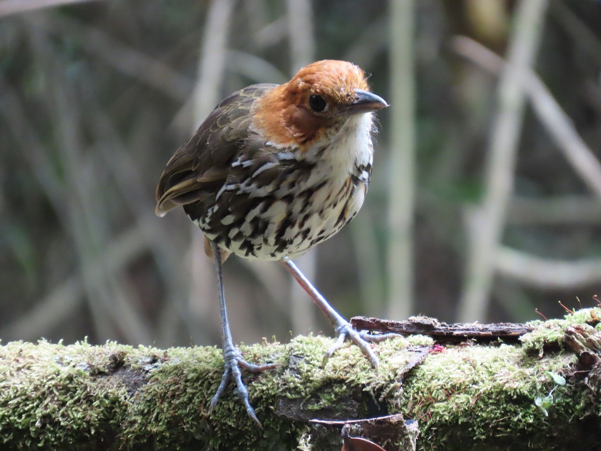 Chestnut-crowned Antpitta - ML645415641