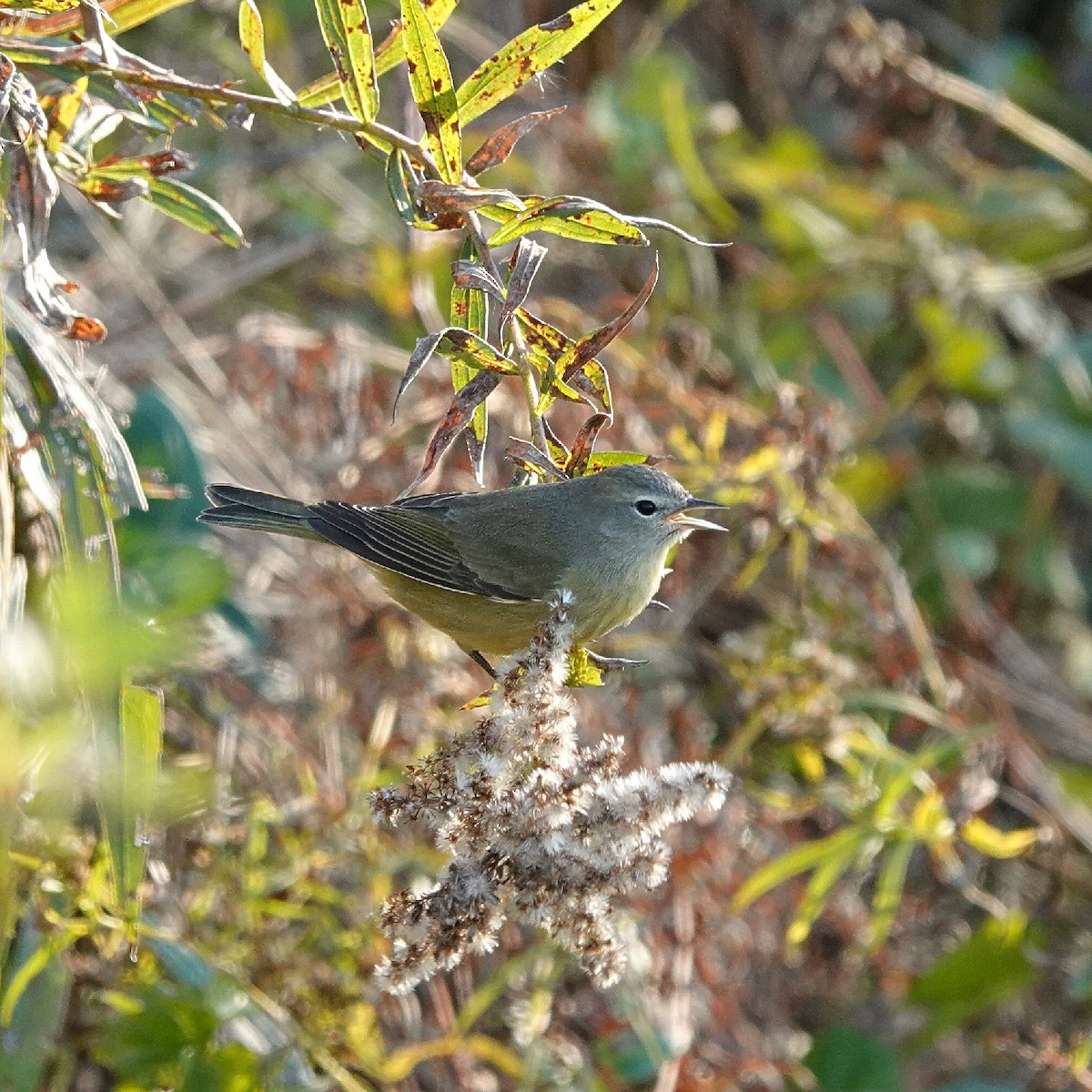 Orange-crowned Warbler - ML645415642