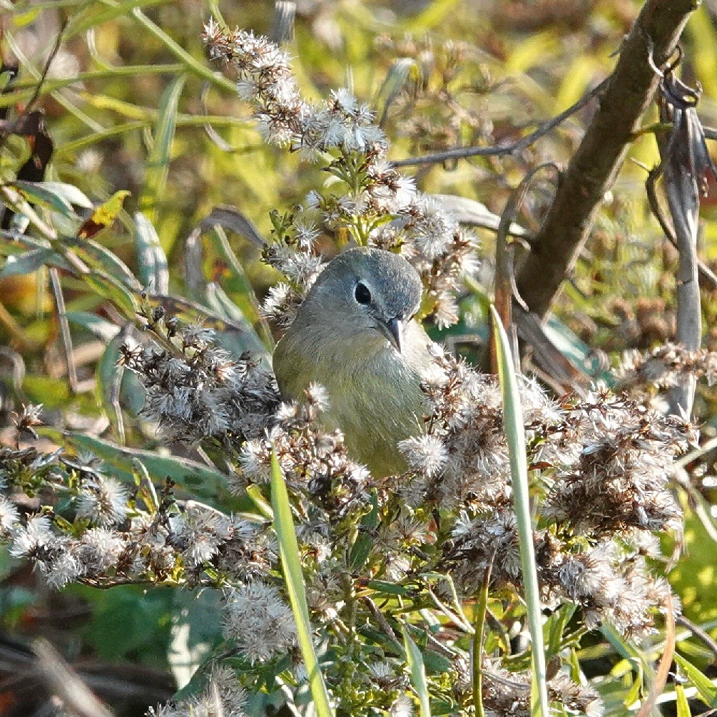 Orange-crowned Warbler - ML645415643