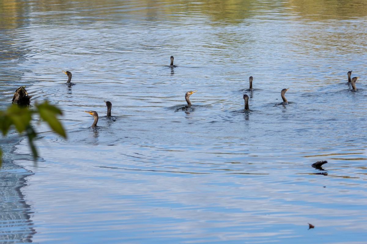 Double-crested Cormorant - ML645415644