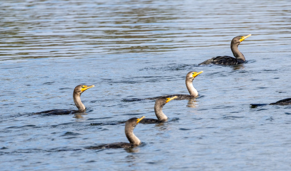 Double-crested Cormorant - ML645415645