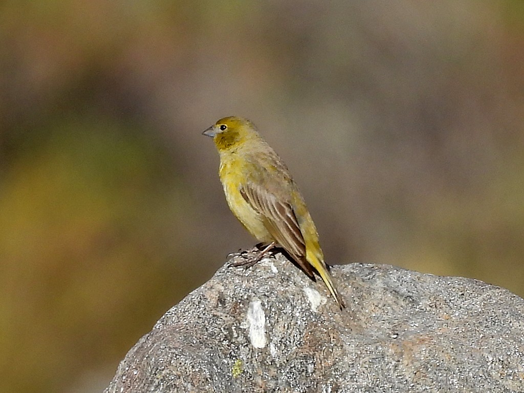 Monte Yellow-Finch - ML645415646
