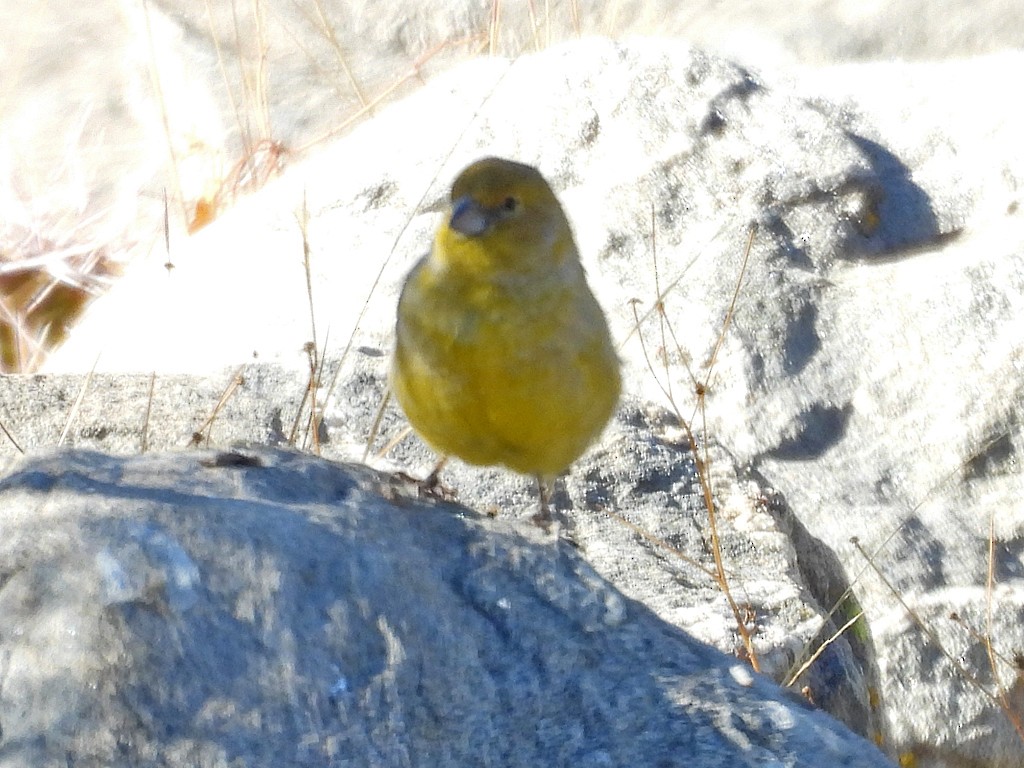 Monte Yellow-Finch - ML645415647