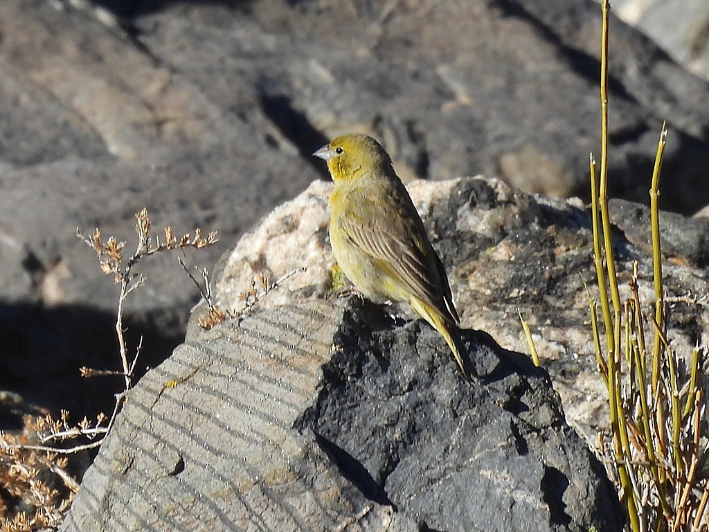 Monte Yellow-Finch - ML645415648
