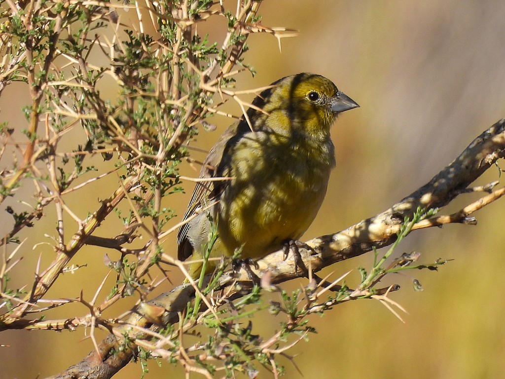 Monte Yellow-Finch - ML645415649
