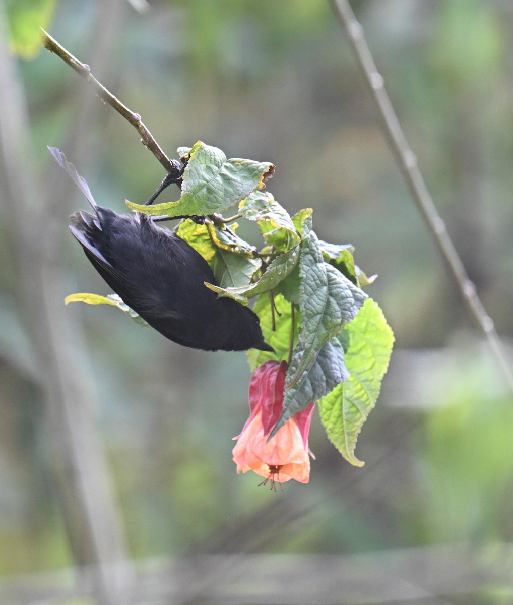 Black Flowerpiercer - ML645415650