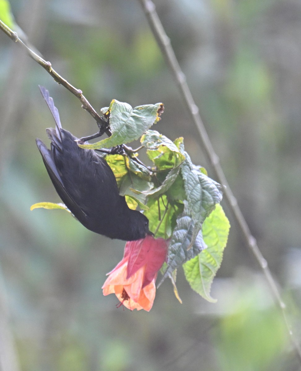 Black Flowerpiercer - ML645415651