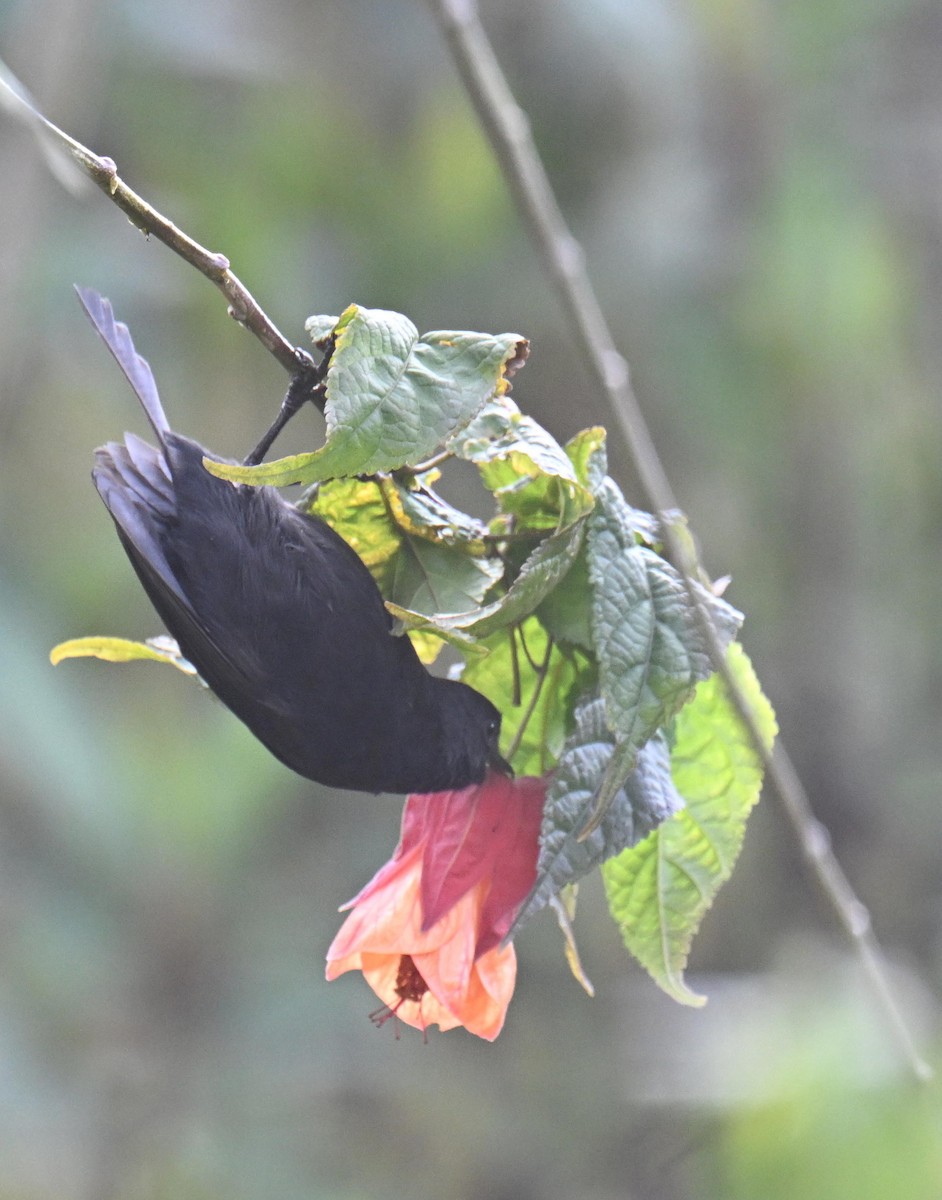 Black Flowerpiercer - ML645415654