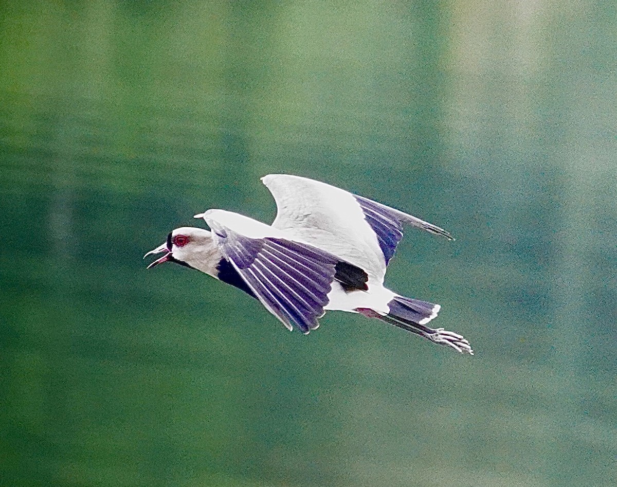 Southern Lapwing - ML645415655