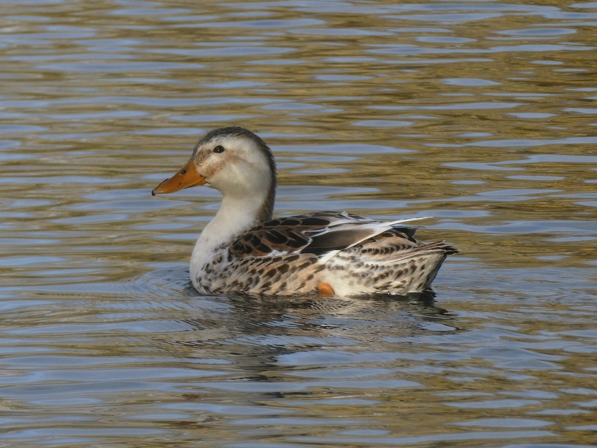 Mallard (Domestic type) - ML645415678