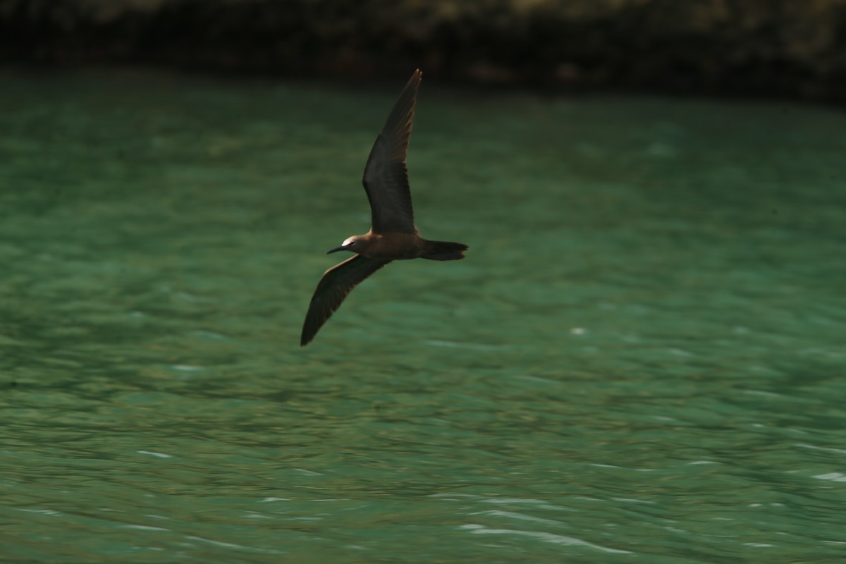 Brown Noddy - ML645415681