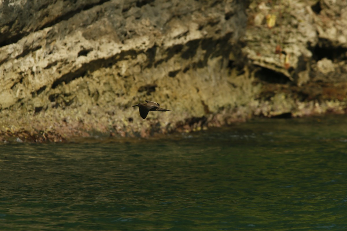 Brown Noddy - ML645415682