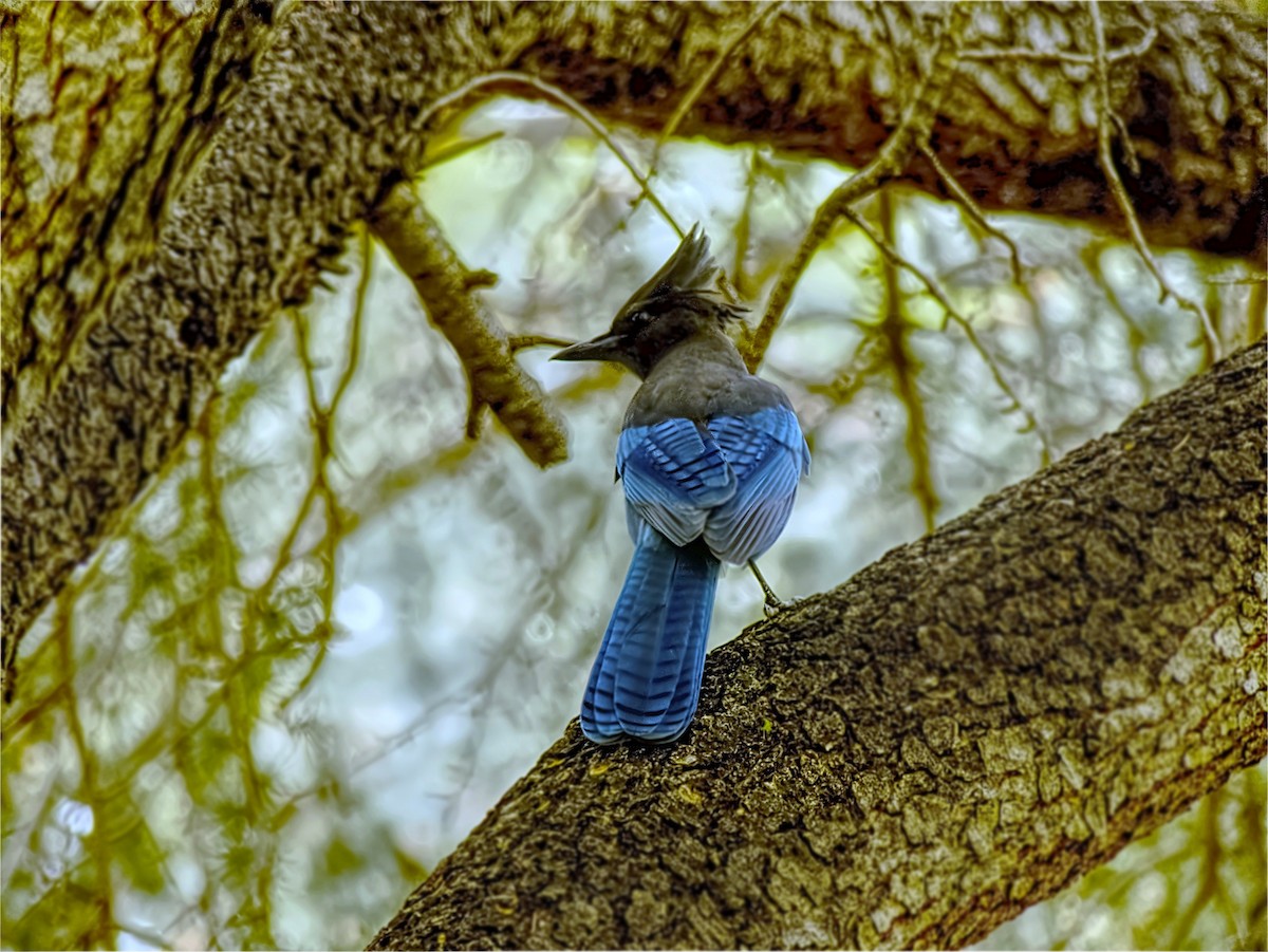 Steller's Jay - ML645415683