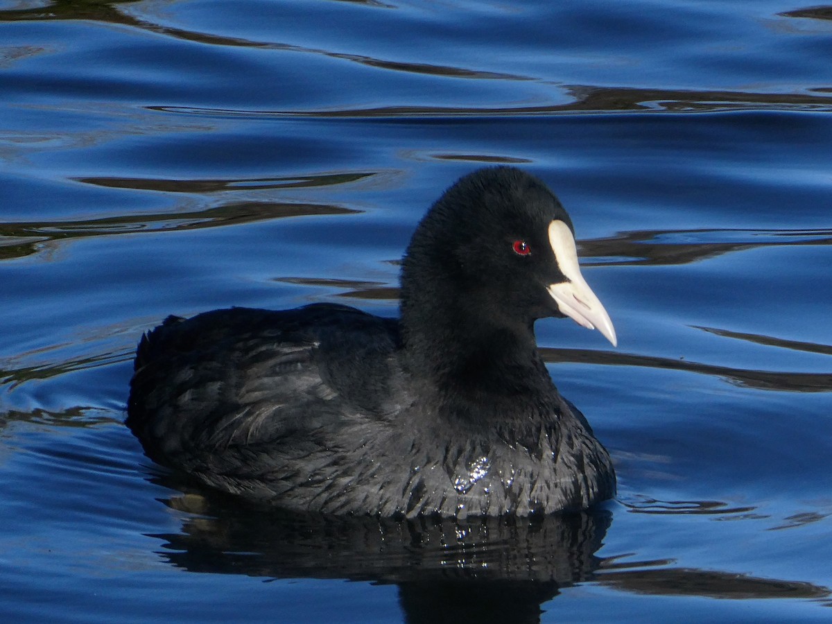 Eurasian Coot - ML645415684
