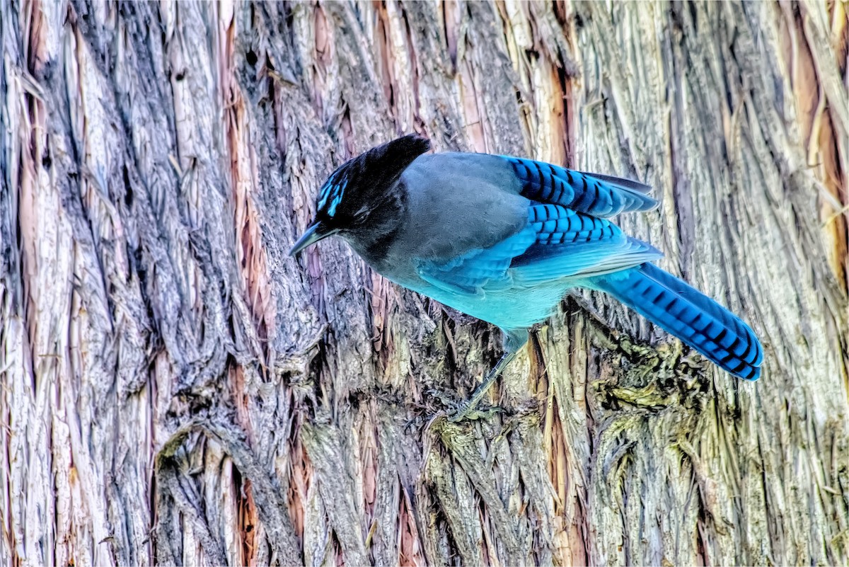 Steller's Jay - ML645415685