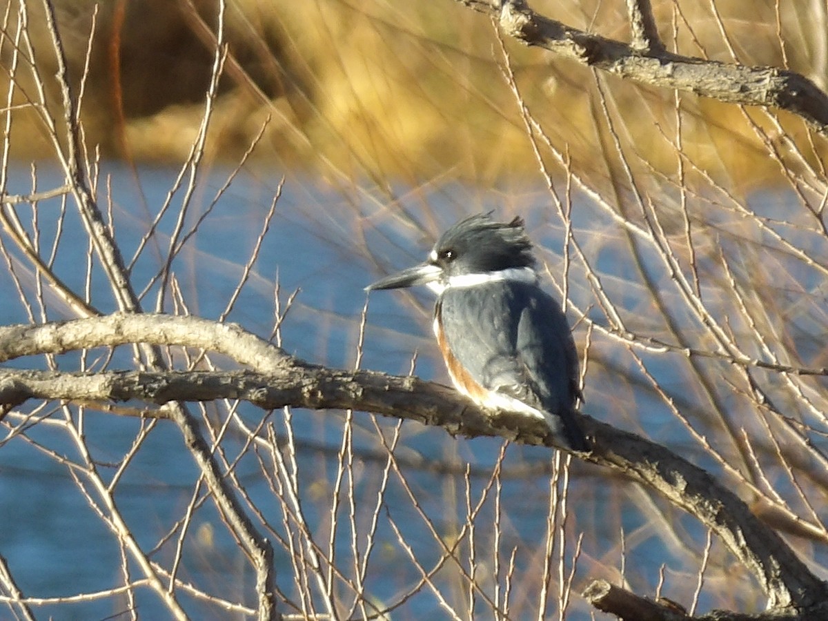 Belted Kingfisher - ML645415686