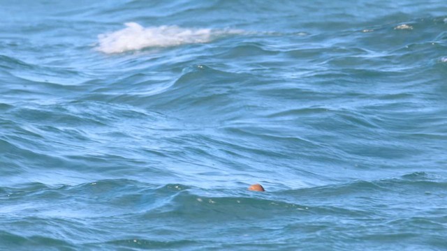 King Eider - ML645415689