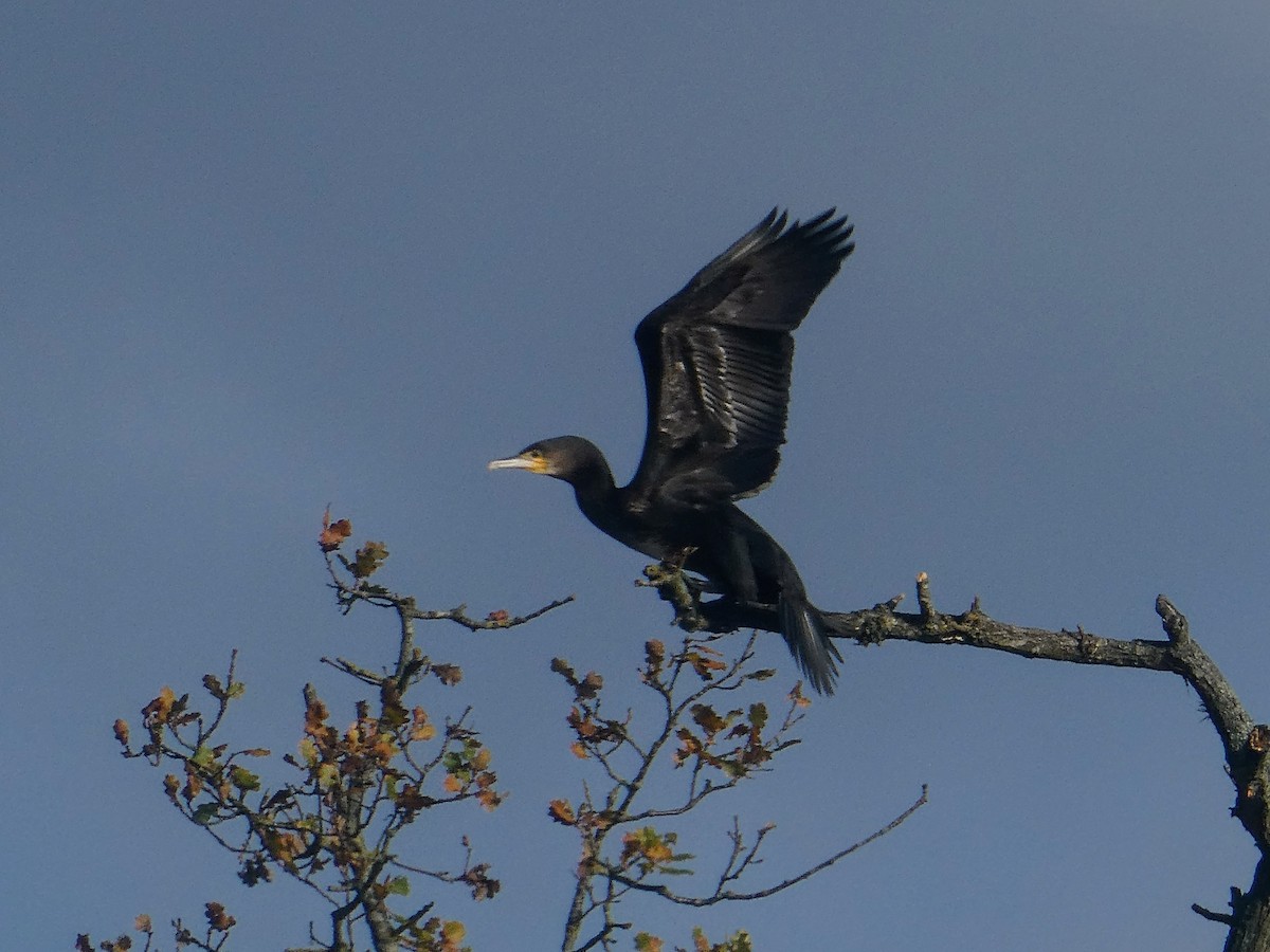 kormorán velký - ML645415690