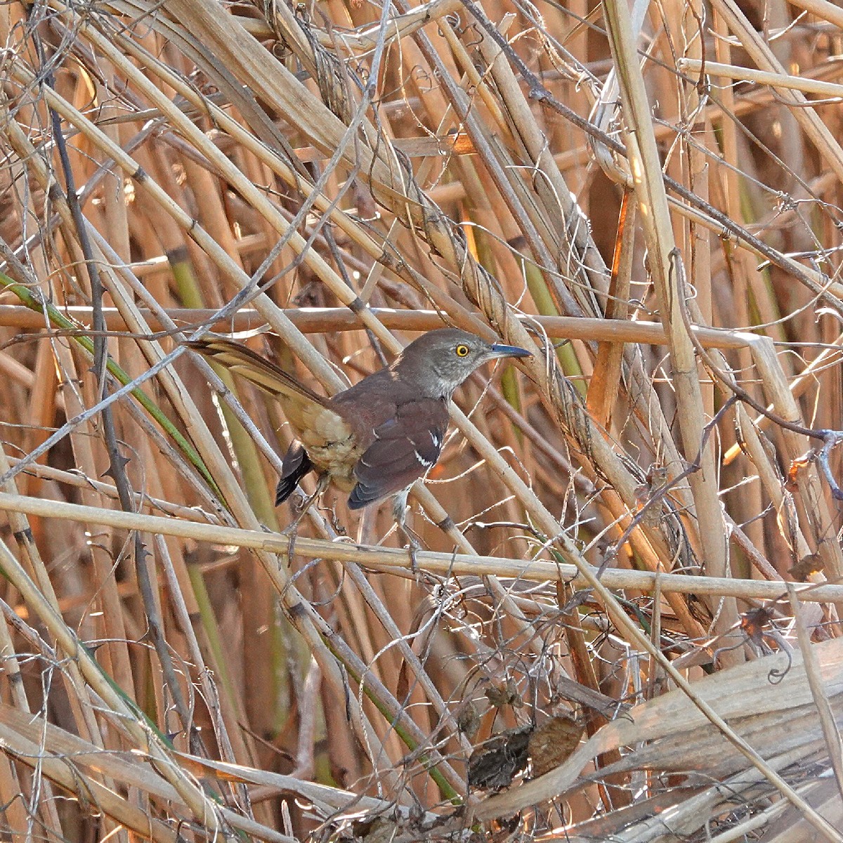 Brown Thrasher - ML645415691