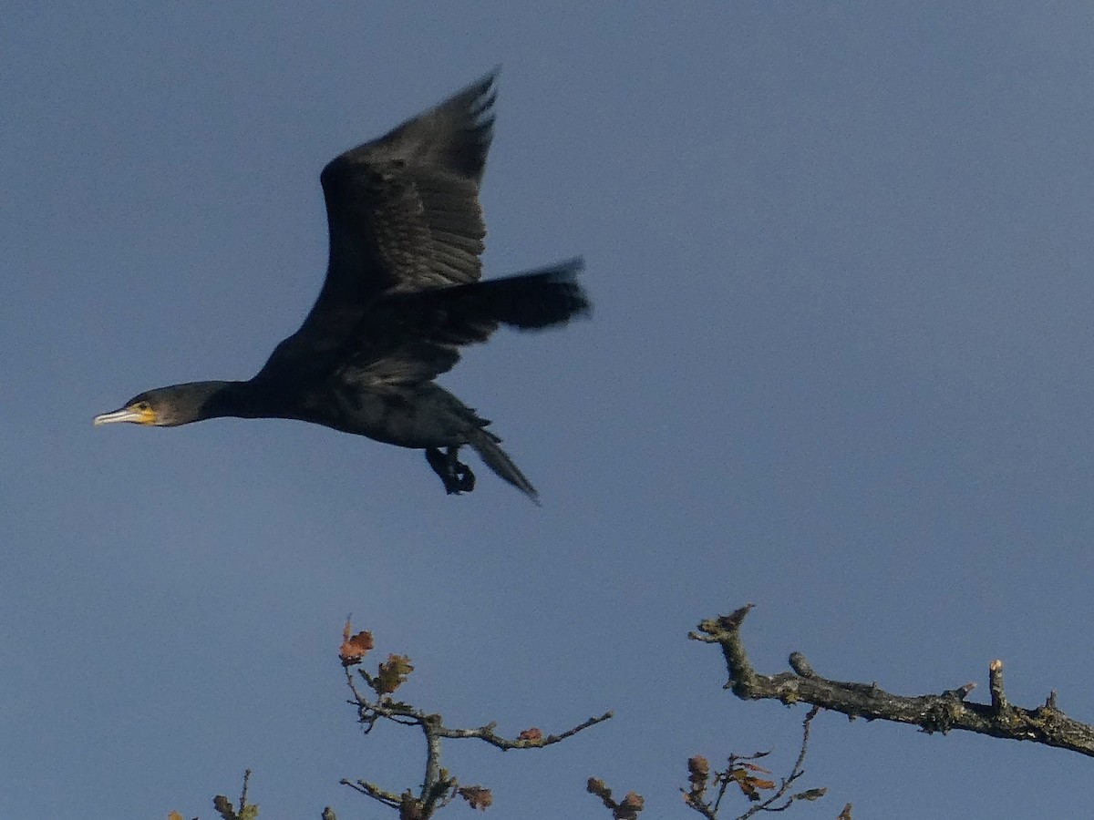 kormorán velký - ML645415693