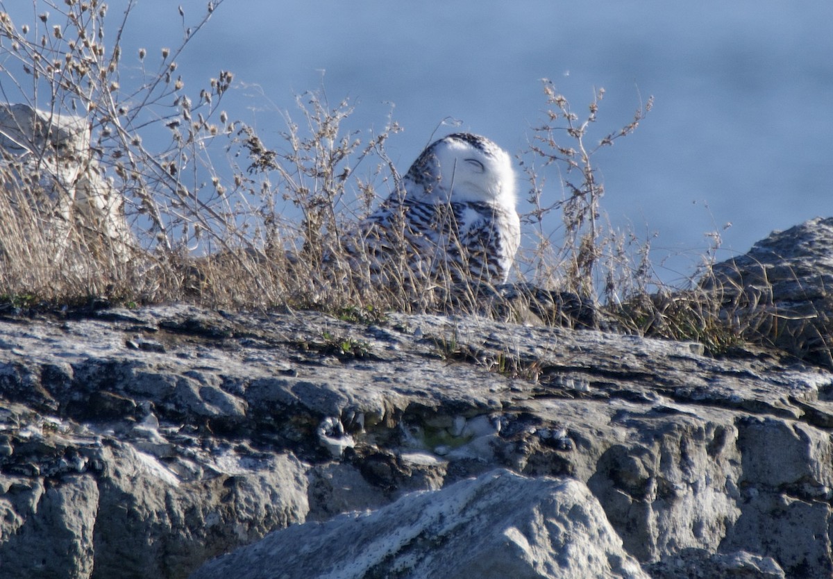 snøugle - ML645415694