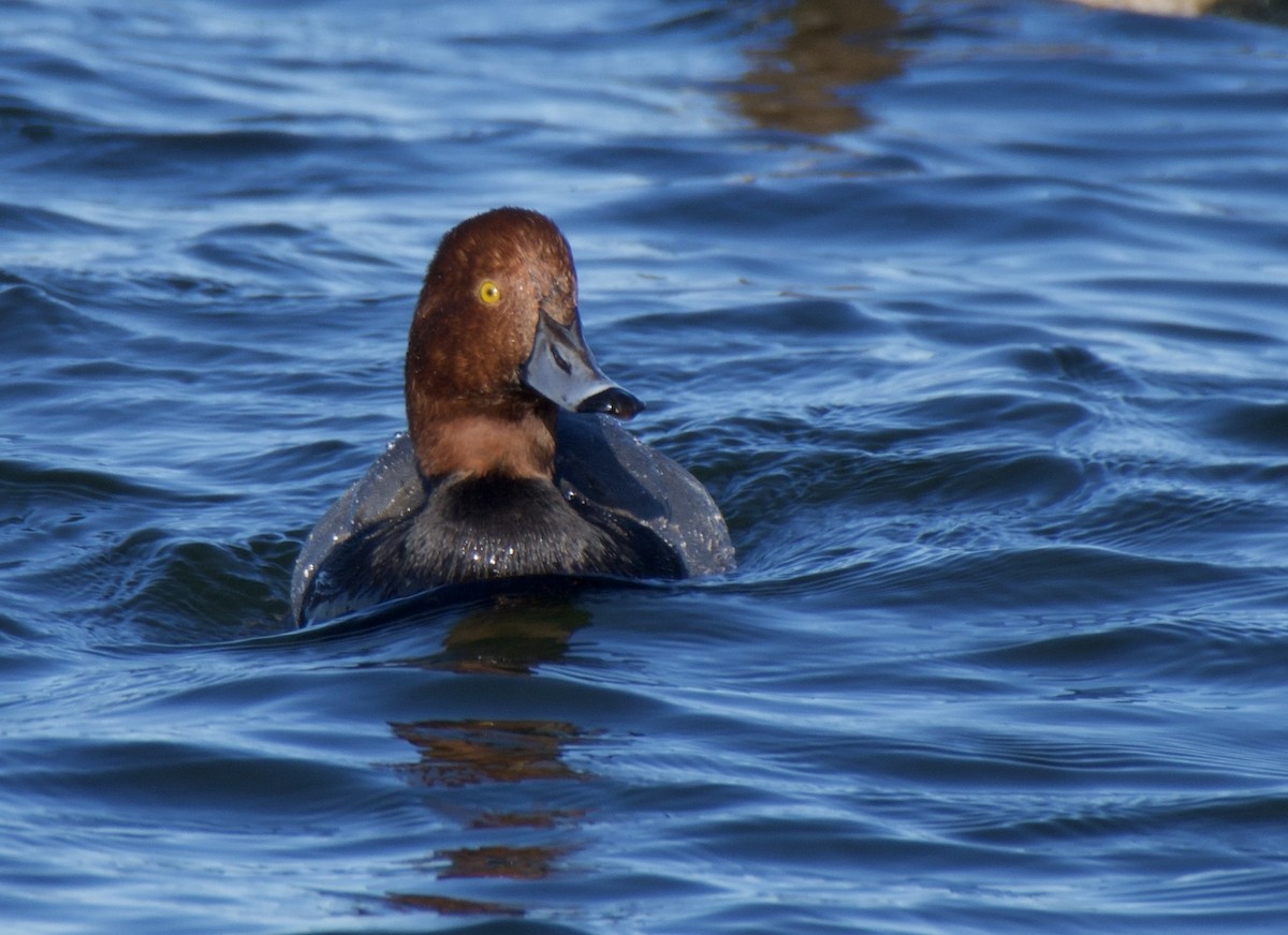 Redhead - ML645415713