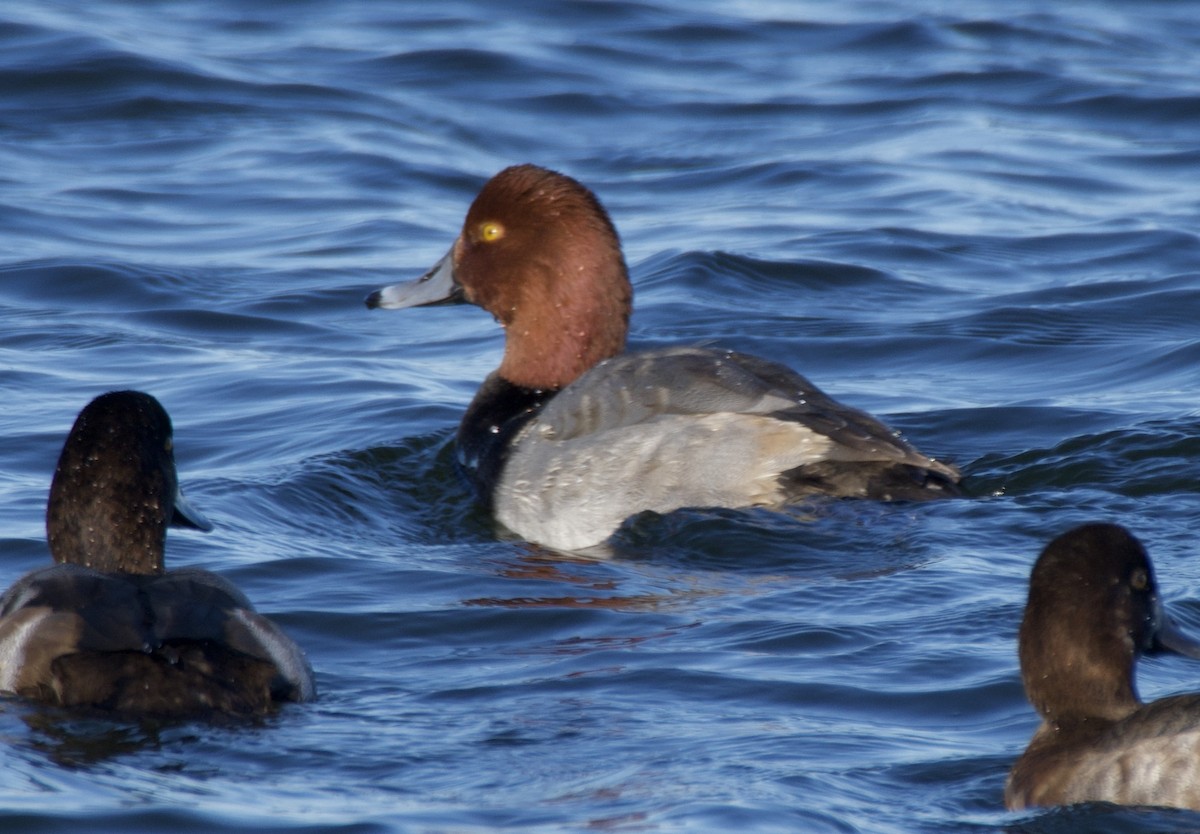 Redhead - ML645415714