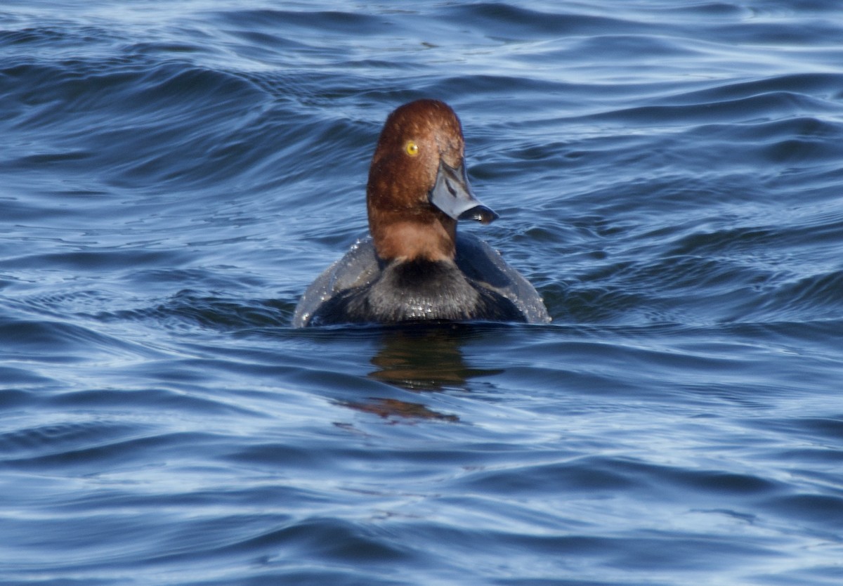 Redhead - ML645415715