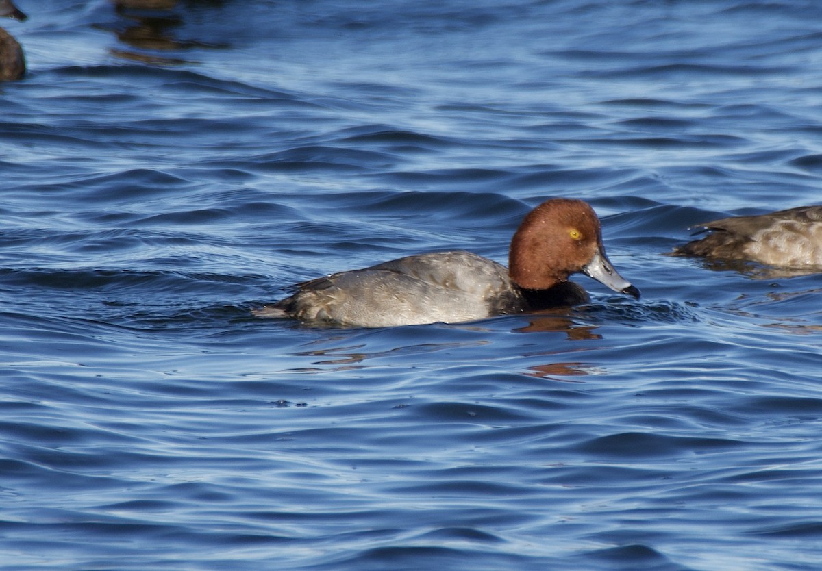 Redhead - ML645415716