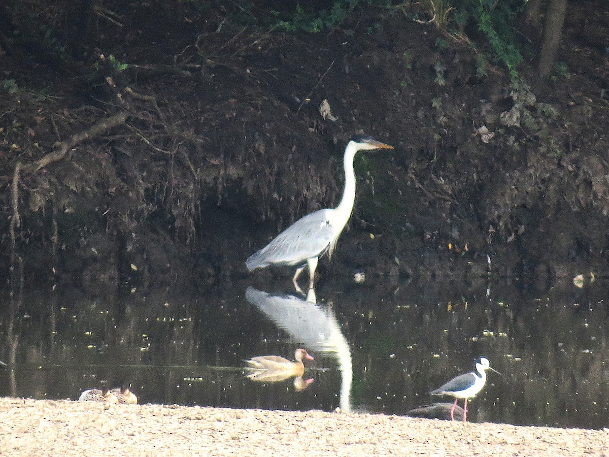 Cocoi Heron - ML645415725