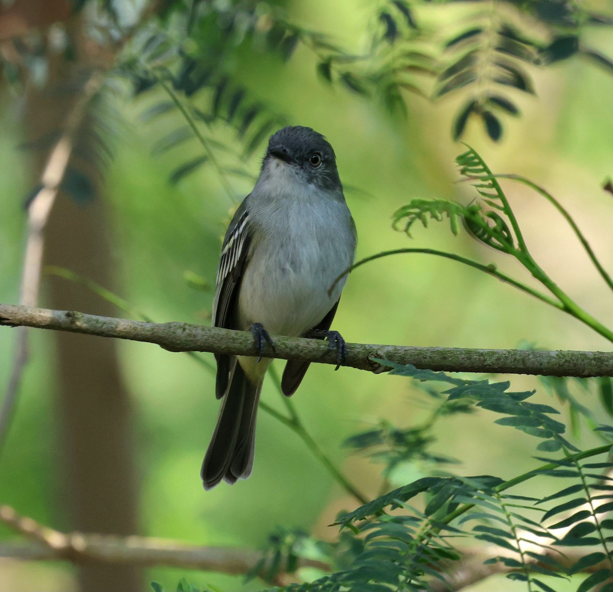 Gray-headed Elaenia - ML645415726